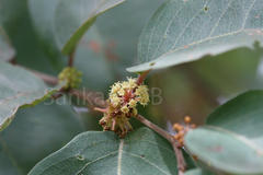 Anogeissus latifolia